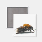 (昆虫)マルハナバチ マグネット (正面/裏面)