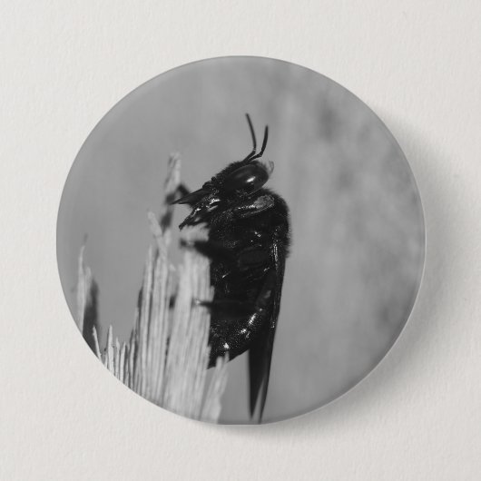 （昆虫）マルハナバチ 缶バッジ (正面)