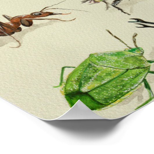 昆虫,自然主義および科学的イラストレーション ポスター (角)