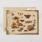 昆虫、貝類、蝶 ポストカード (正面/裏面)