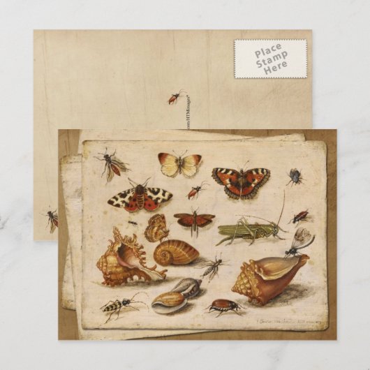 昆虫、貝類、蝶 ポストカード (正面/裏面)