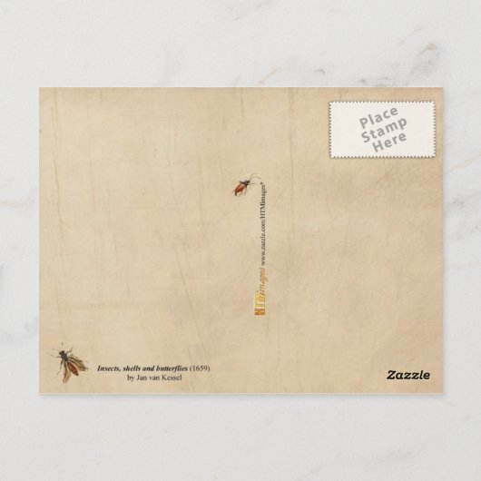 昆虫、貝類、蝶 ポストカード (裏面)