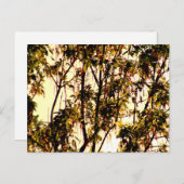 明け方からメイプル葉と花のポストカ ポストカード (正面/裏面)