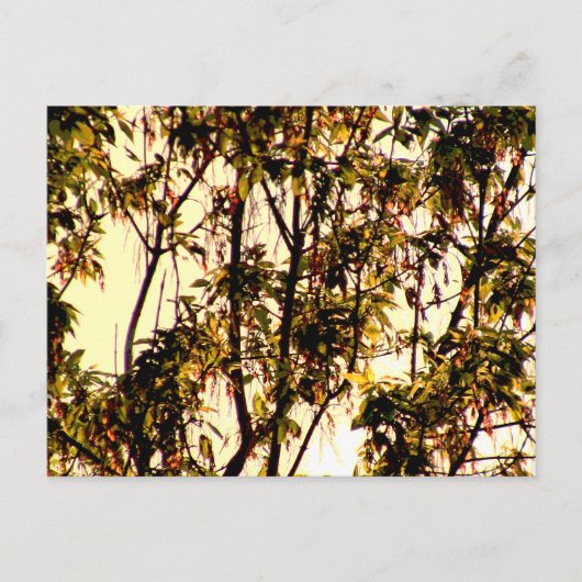 明け方からメイプル葉と花のポストカ ポストカード (正面)