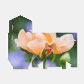 明らかな欲望の福音書 フェイバーボックス (折り畳みなし)