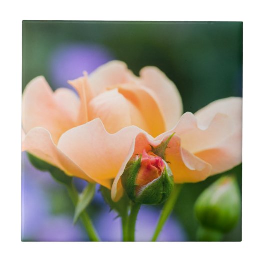 明らかな欲求 タイル (正面)