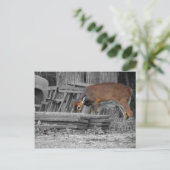 明らかに重要 ポストカード (スタンド正面)