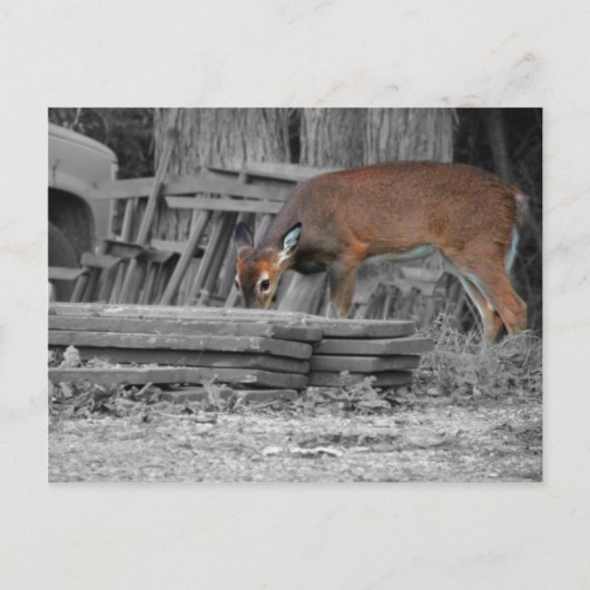 明らかに重要 ポストカード (正面)