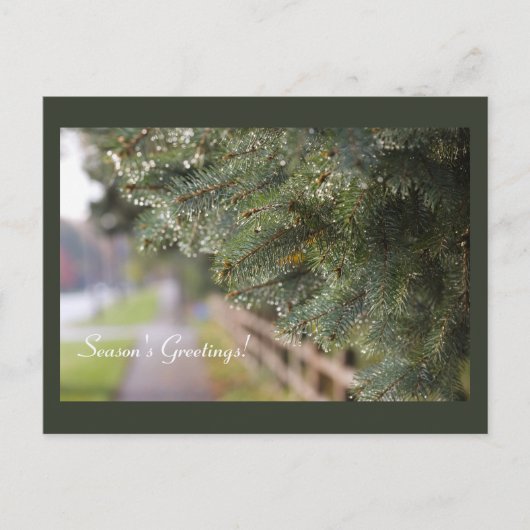 明るいきらめく常緑の針モダン休日 ポストカード (正面)
