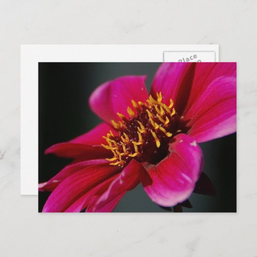 明るいとはっきりしたはがき ポストカード (正面/裏面)