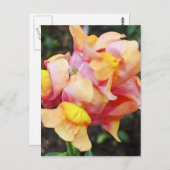 明るいオレンジのスナップドラゴンフラワー ポストカード (正面/裏面)