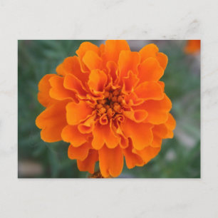 明るいオレンジの花 ポストカード