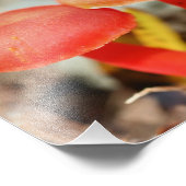 明るいオレンジ色のキノコのペアをクローズアップ8 x 10 フォトプリント (角)