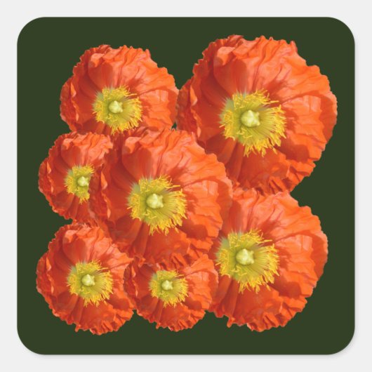 明るいオレンジ色のケシの花 スクエアシール (正面)