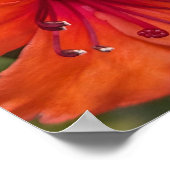 明るいオレンジ色のシャクナゲの花 フローラル ポスター (角)