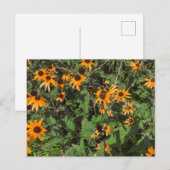 明るいオレンジ色のルドベキアの花のクローズアップ ポストカード (正面/裏面)