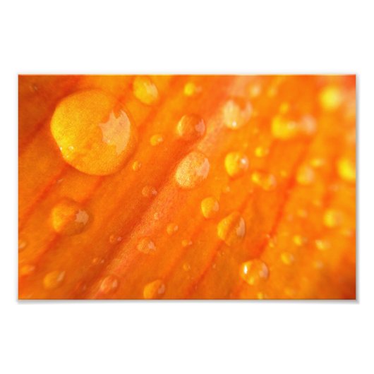 明るいオレンジ色の花に滴る フォトプリント            (正面)