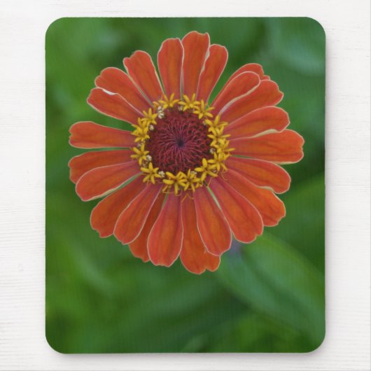明るいオレンジ《植物》百日草の花の花のmousepad マウスパッド (正面)