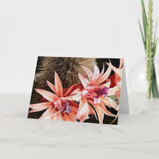 明るいサボテンの花 シーズンカード