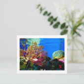 明るいサンゴ ポストカード (スタンド正面)