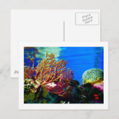 明るいサンゴ ポストカード (正面/裏面)