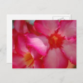 明るいジャマイカ ポストカード (正面/裏面)