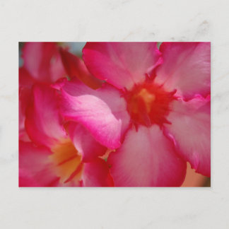 明るいジャマイカ ポストカード