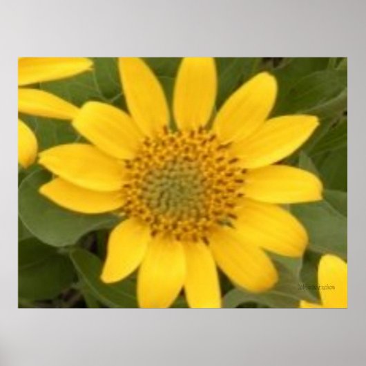 明るいバルサムルートポスター ポスター (正面)