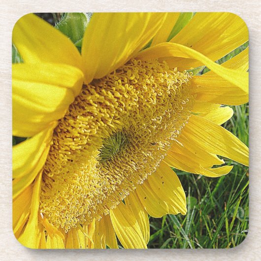 明るいヒマワリ コースター (正面)