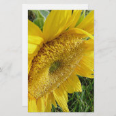 明るいヒマワリ 便箋 (正面/裏面)