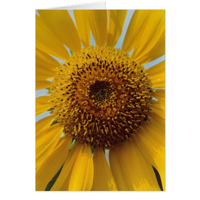 明るいヒマワリ-巨大で黄色い中心の終わり (正面)