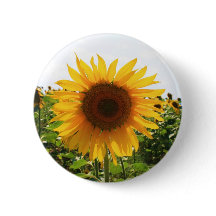 明るいヒマワリ