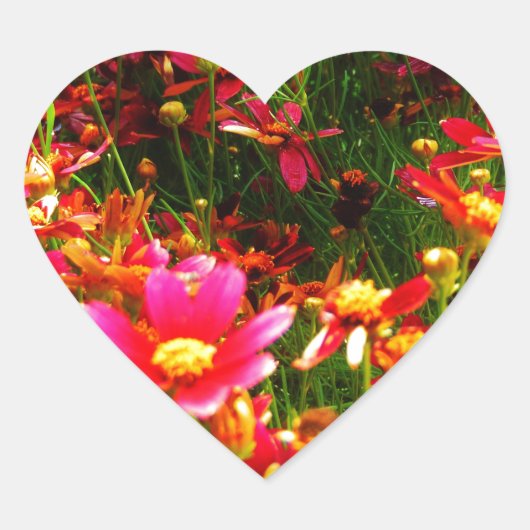 明るいピンクと黄色のデイジー野生の花 ハートシール (正面)