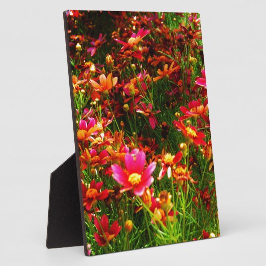 明るいピンクと黄色のデイジー野生の花 フォトプラーク (側面)