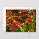 明るいピンクと黄色のデイジー野生の花 ポストカード (正面/裏面)