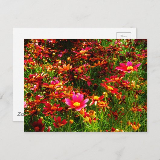 明るいピンクと黄色のデイジー野生の花 ポストカード (正面/裏面)