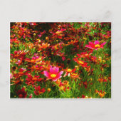 明るいピンクと黄色のデイジー野生の花 ポストカード (正面)