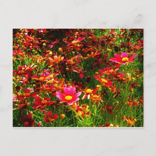 明るいピンクと黄色のデイジー野生の花 ポストカード (正面)