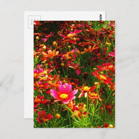 明るいピンクと黄色のデイジー野生の花 ポストカード (正面/裏面)