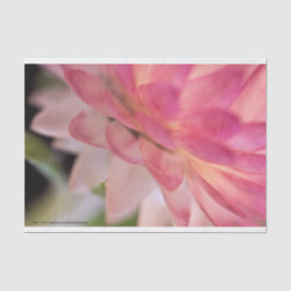 明るいピンクのイチゴ 薄葉紙