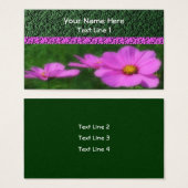 明るいピンクのコスモスの花 (正面&裏面)