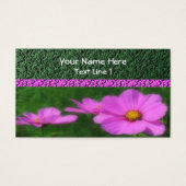 明るいピンクのコスモスの花 (正面)