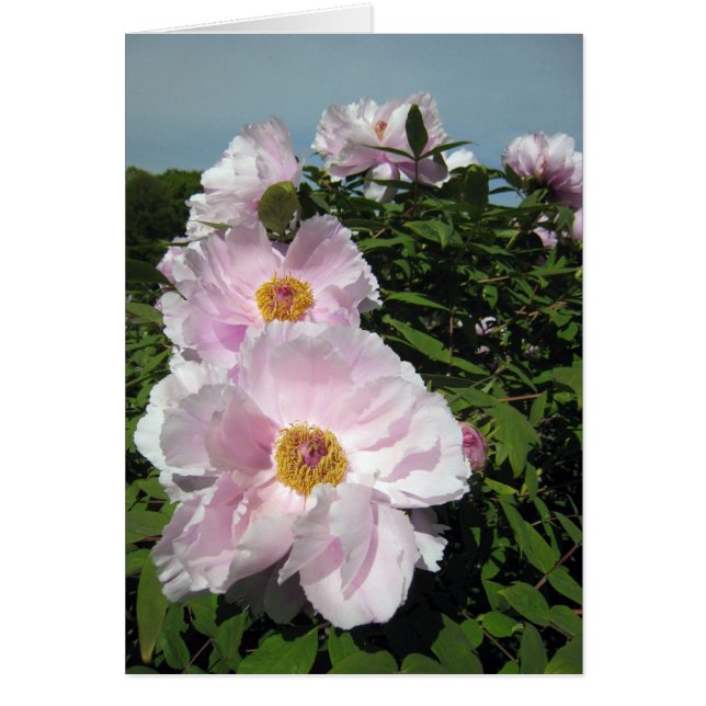 明るいピンクのシャクヤク (正面)