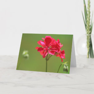 明るいピンクのゼラニウムの花の写真空白の カード
