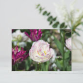 明るいピンクのチューリップが太陽の光に映える日 (スタンド正面)