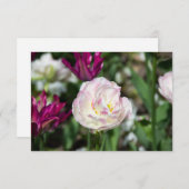 明るいピンクのチューリップが太陽の光に映える日 (正面/裏面)