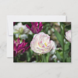 明るいピンクのチューリップが太陽の光に映える日