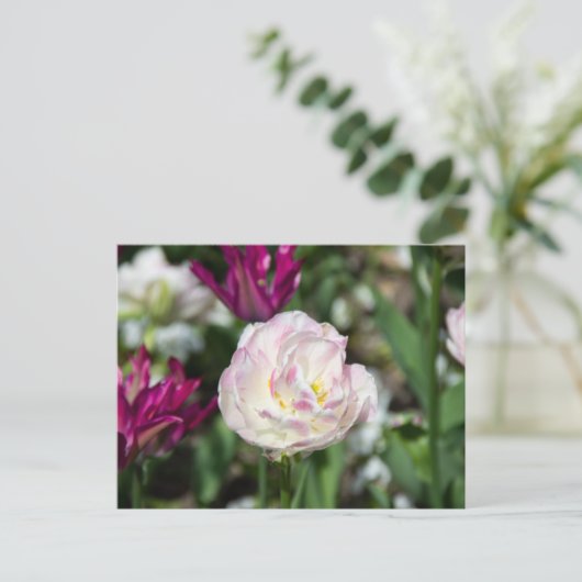 明るいピンクのチューリップが太陽の光に映える日 ポストカード (スタンド正面)