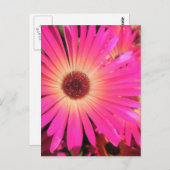 明るいピンクのデイジー ポストカード (正面/裏面)