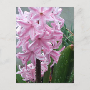 明るいピンクのヒヤシンスの花春雨の後 ポストカード